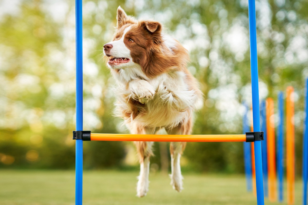 Un cane Border Collie colto nell'istante di un salto sopra un ostacolo.