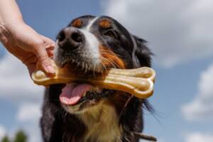 Un Bovaro del Bernese che stringe tra i denti un osso commestibile.