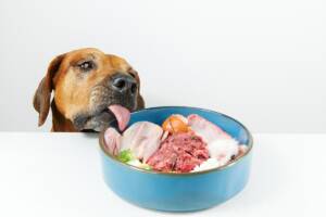 Un cane che mangia con gusto un pasto a base di cibo casalingo direttamente dalla sua ciotola.