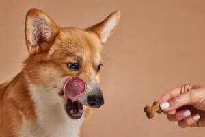 Un Corgi che fissa intensamente uno snack e si lecca i baffi per l'attesa.