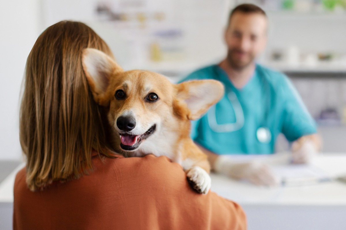 Un Corgi durante una visita dal veterinario, accompagnato dalla sua padrona.