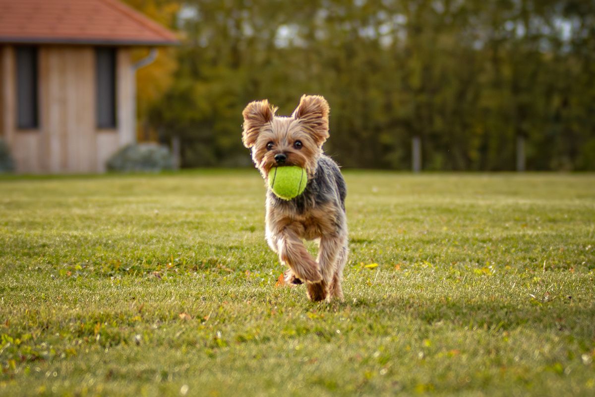 Benefici del gioco con il cane per il benessere psicofisico