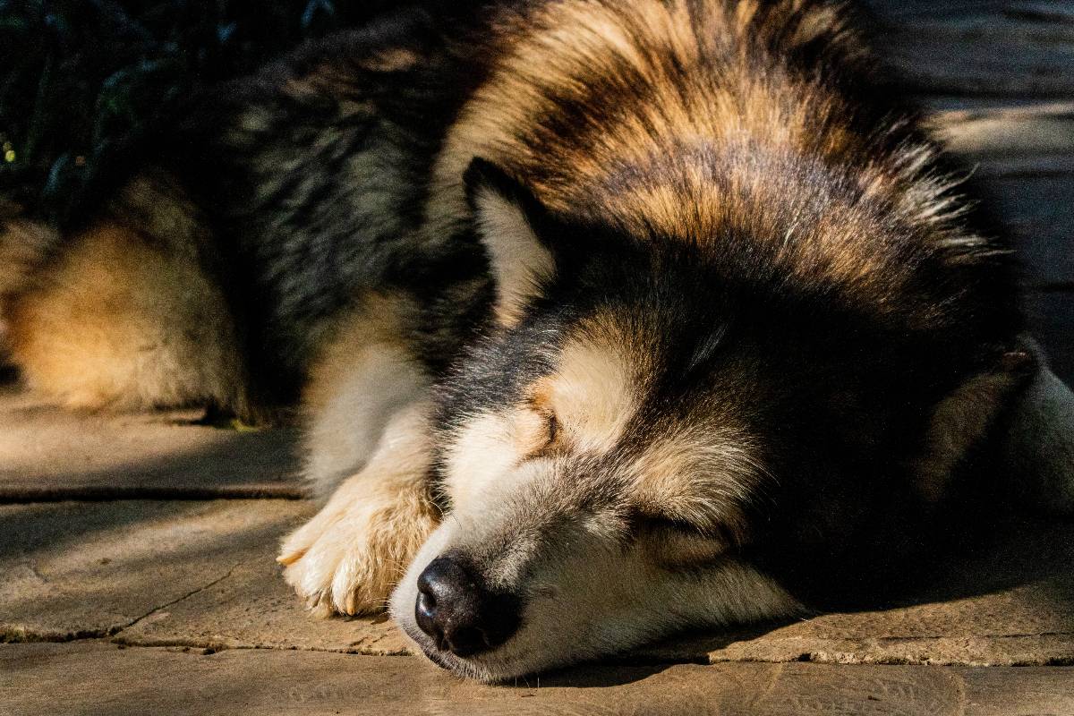 Un maestoso cane Alaskan Malamute ritratto mentre dorme.