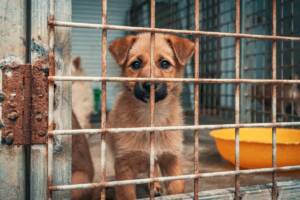 Un cucciolo di cane che osserva malinconico dall'interno di una gabbia in un canile.