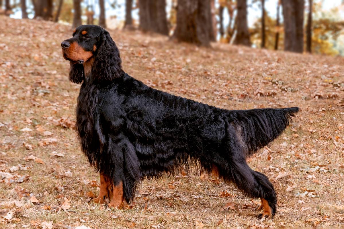 Gordon Setter in posa attenta nel bosco.