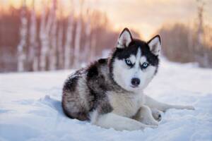 Un cane di razza Husky disteso su una coltre di neve.