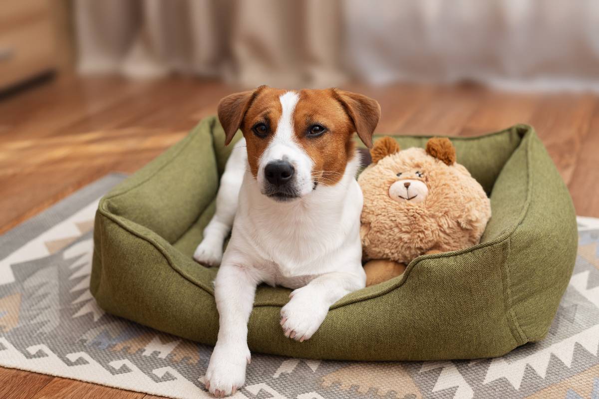 Un Jack Russell dentro la sua cuccetta accanto a un peluche.