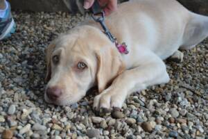 Piccolo Labrador Dudley dal mantello chiaro.