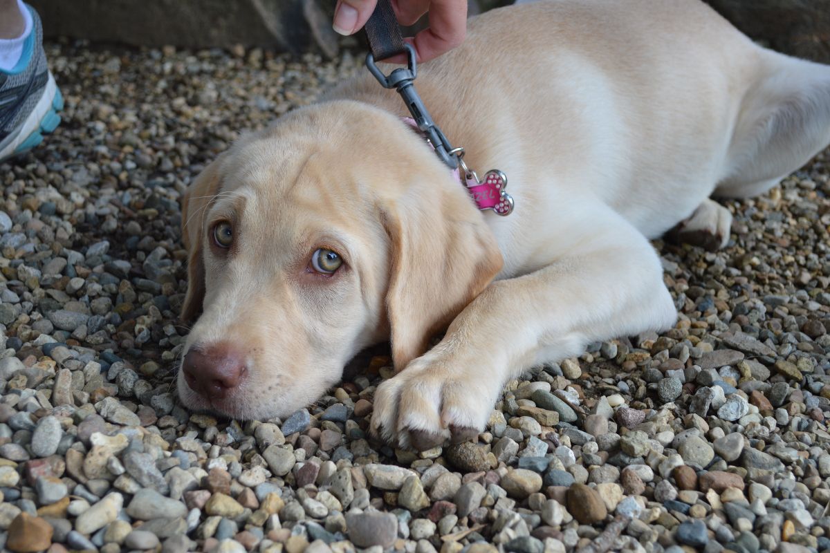 Piccolo Labrador Dudley dal mantello chiaro.