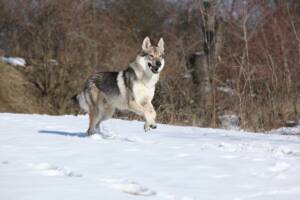 Cane lupo cecoslovacco in corsa sulla neve.