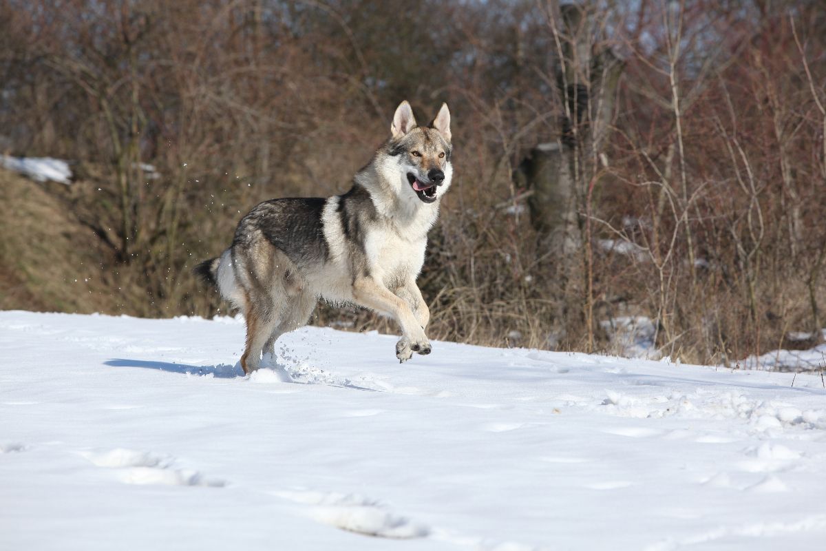 Cane lupo cecoslovacco in corsa sulla neve.