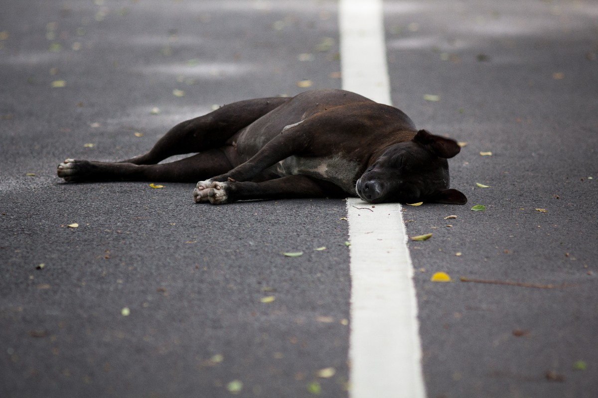 Un cane senza vita giace sull’asfalto.