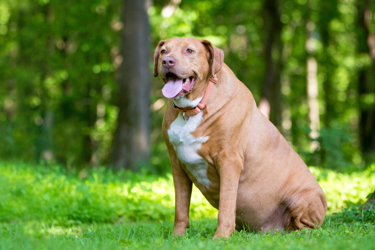 Cane obeso seduto nell'erba di un prato.