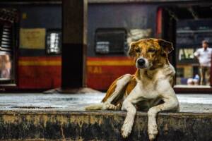 Un cane randagio che riposa coricato sul marciapiede all'esterno di una stazione ferroviaria.