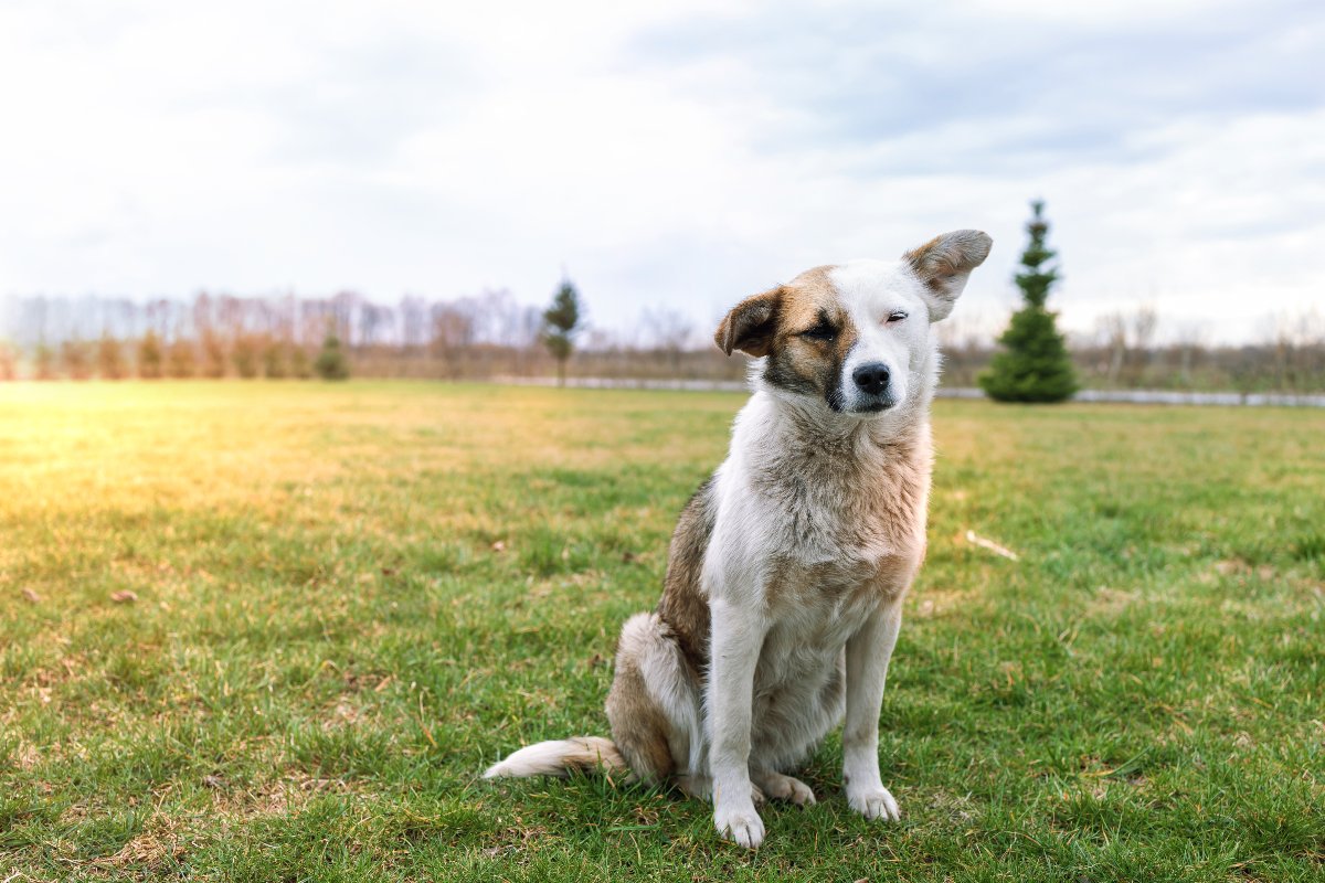 Un cane randagio seduto in un prato.