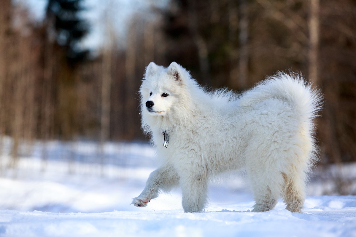 Un cane samoiedo che cammina sulla neve.