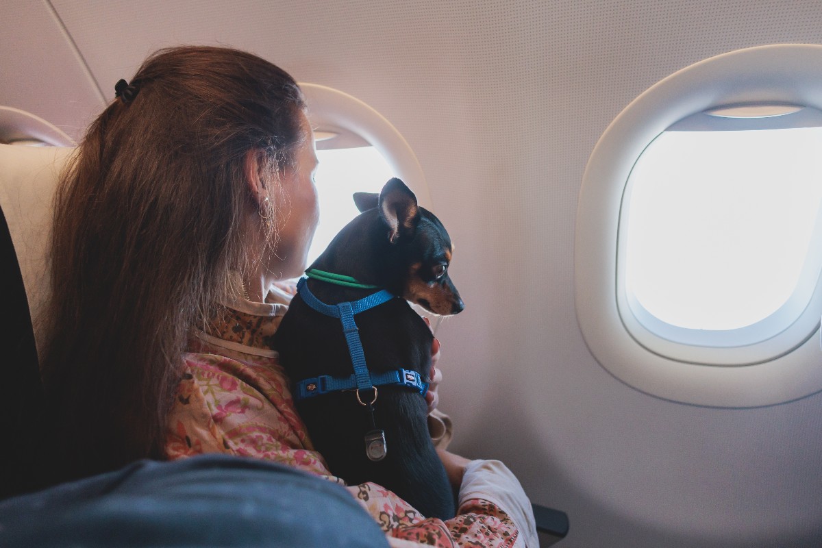 Un cane di piccola taglia accoccolato tra le braccia della padrona all'interno della cabina di un aereo.
