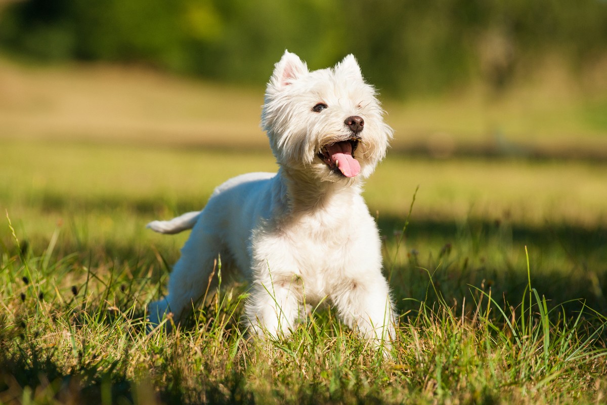 Un West Highland White Terrier che risalta con il suo pelo bianco sul verde di un prato.