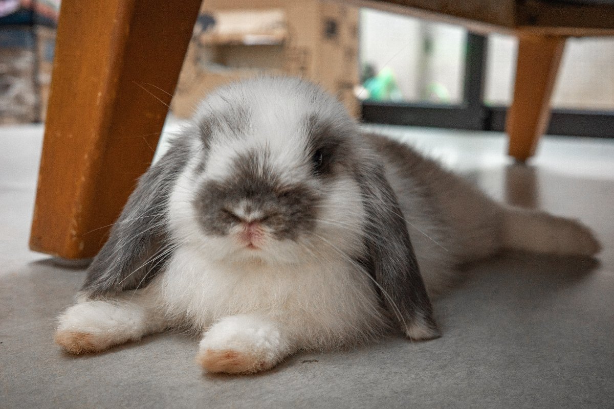 Un coniglietto domestico dal manto bianco e grigio completamente disteso sul pavimento di casa.