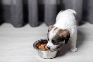 Un cucciolo di cane mentre mangia con gusto del cibo umido dalla sua ciotola.