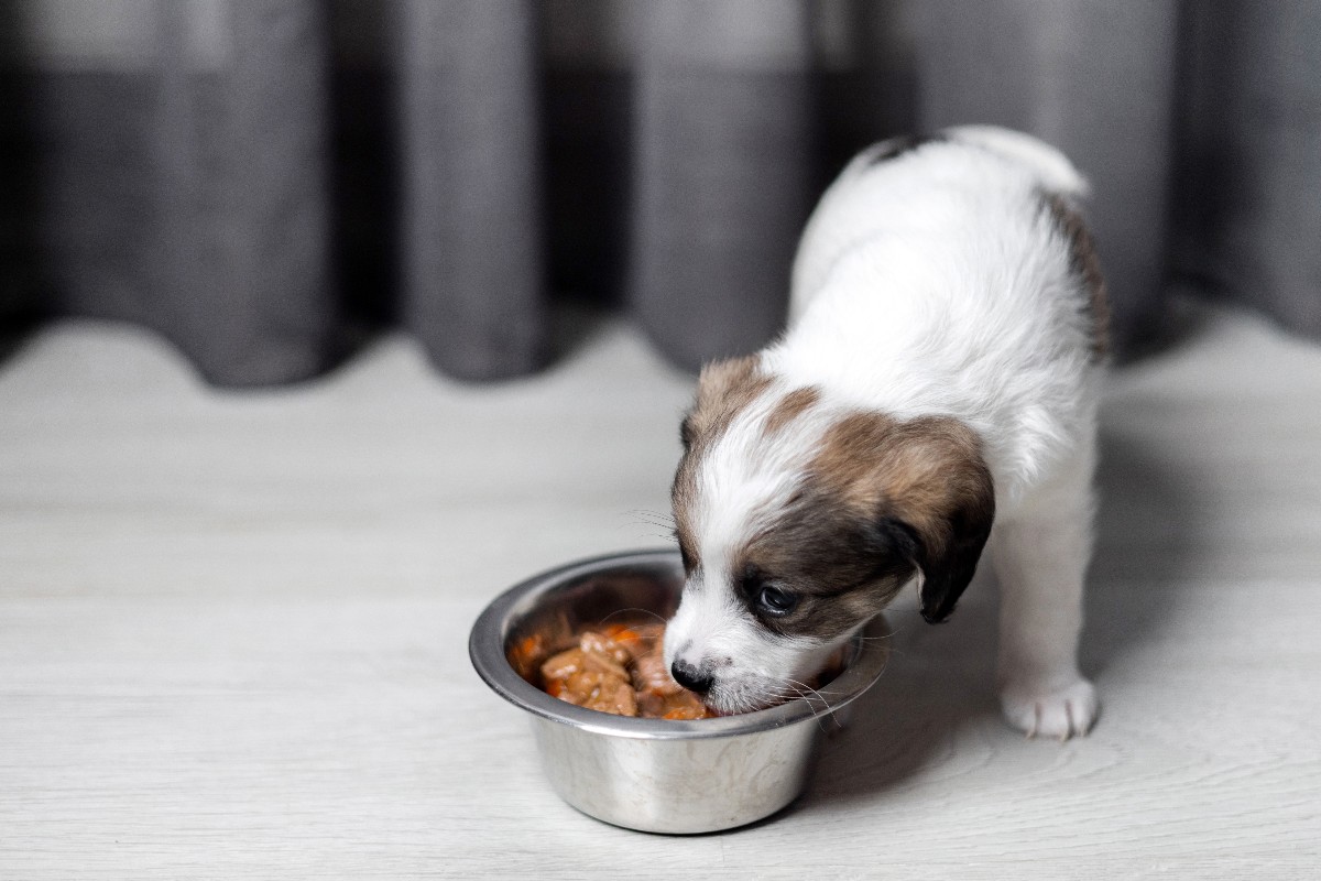 Un cucciolo di cane mentre mangia con gusto del cibo umido dalla sua ciotola.