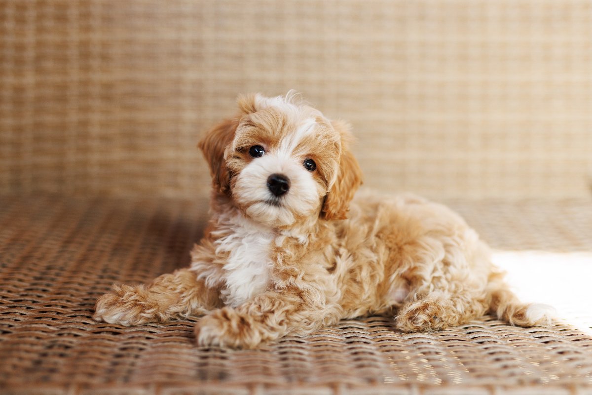 Un cucciolo di Maltipoo coricato su una sedia di vimini.