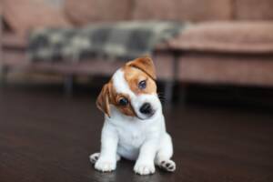 Un cucciolo di cane seduto che inclina curiosamente la testa di lato.