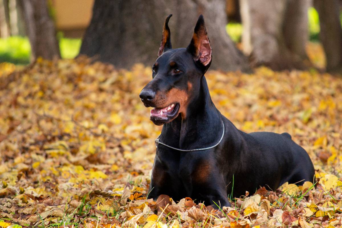 Doberman seduto su un tappeto di foglie.