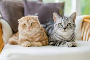 Due gatti tigrati, uno rosso e uno grigio, accoccolati fianco a fianco su una poltrona.