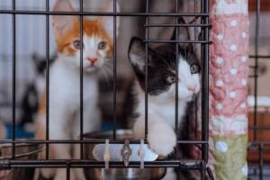 Una coppia di gattini all'interno di un box nel gattile.