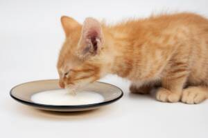 Un tenero gattino rosso intento a bere del latte da una piccola ciotola.