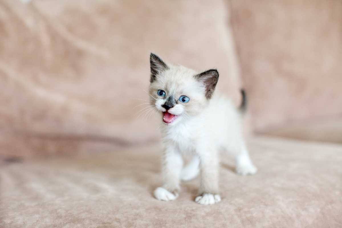 Un gattino bianco e grigio ritratto in piedi sul divano mentre spalanca la bocca per miagolare.
