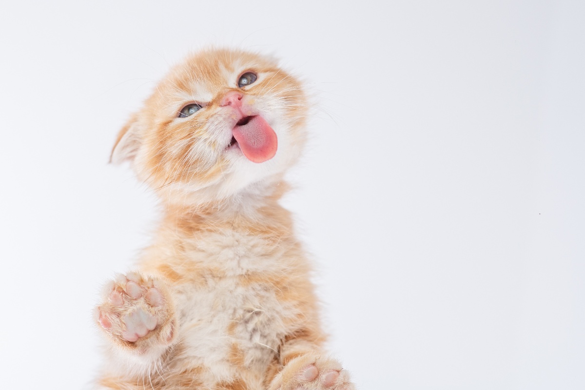 Un gattino Scottish Fold che preme la linguetta rosa contro l'obiettivo della fotocamera.