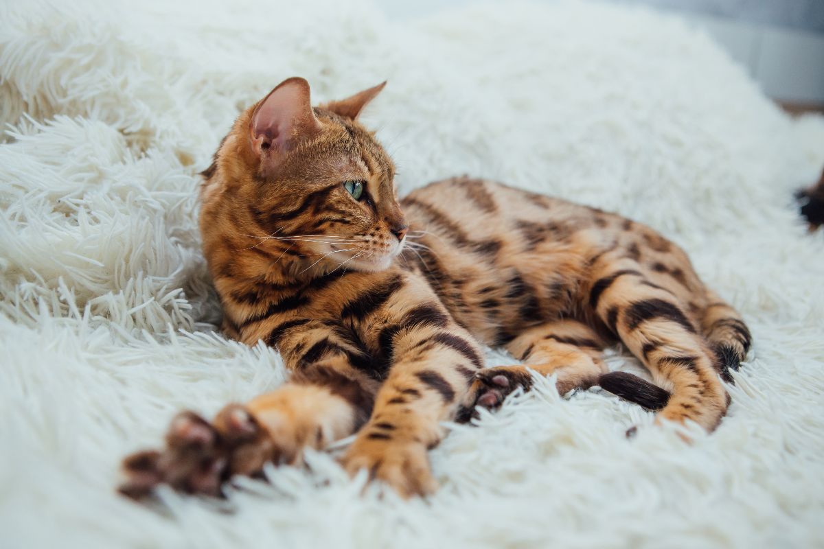 Un gatto del Bengala maculato accoccolato in totale relax su una morbida coperta bianca.