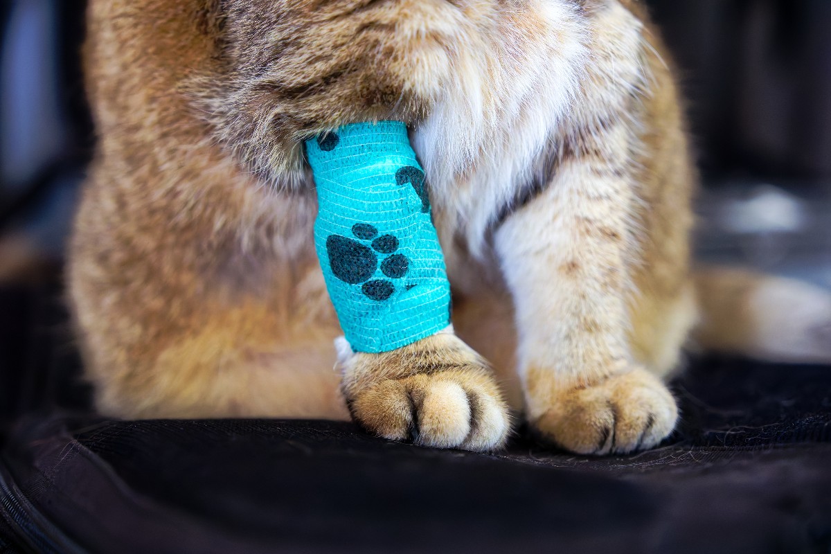 Un gatto che mostra una piccola fasciatura sulla zampina anteriore.