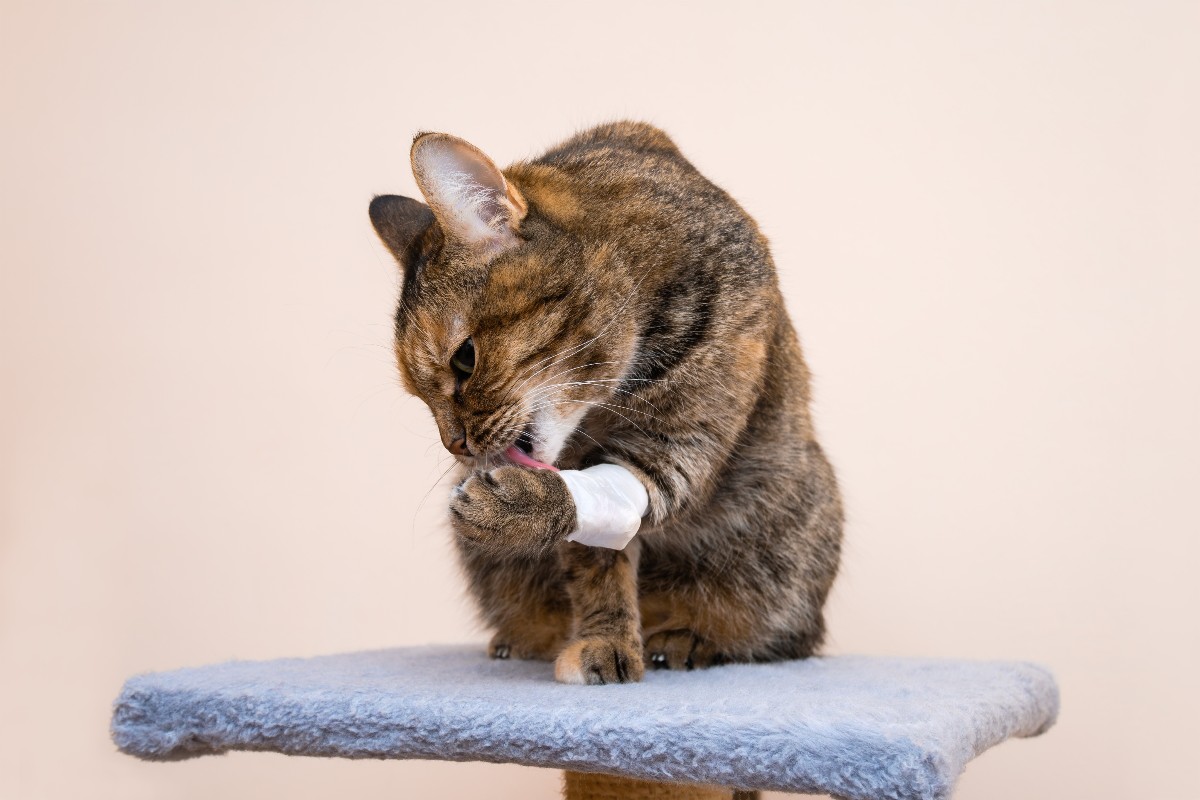 Un gatto che si lecca la fasciatura applicata sulla zampina anteriore.