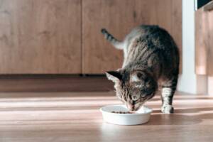 Un gatto che mangia i suoi croccantini dalla ciotola.
