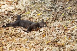 Un gatto senza vita disteso nel sottobosco tra le foglie.
