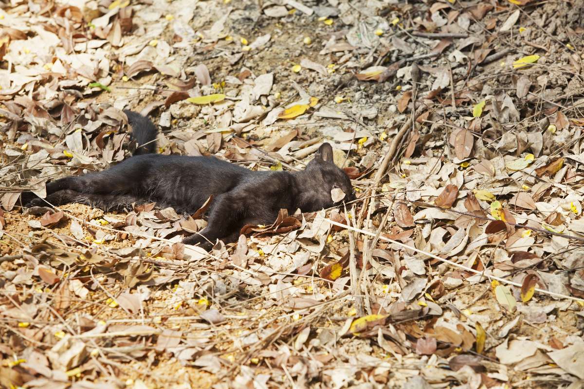 Un gatto senza vita disteso nel sottobosco tra le foglie.