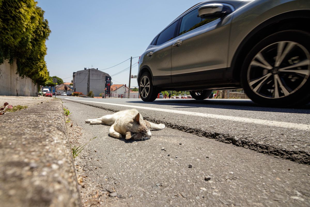 Gatto morto a seguito di un incidente stradale, sul bordo della strada.