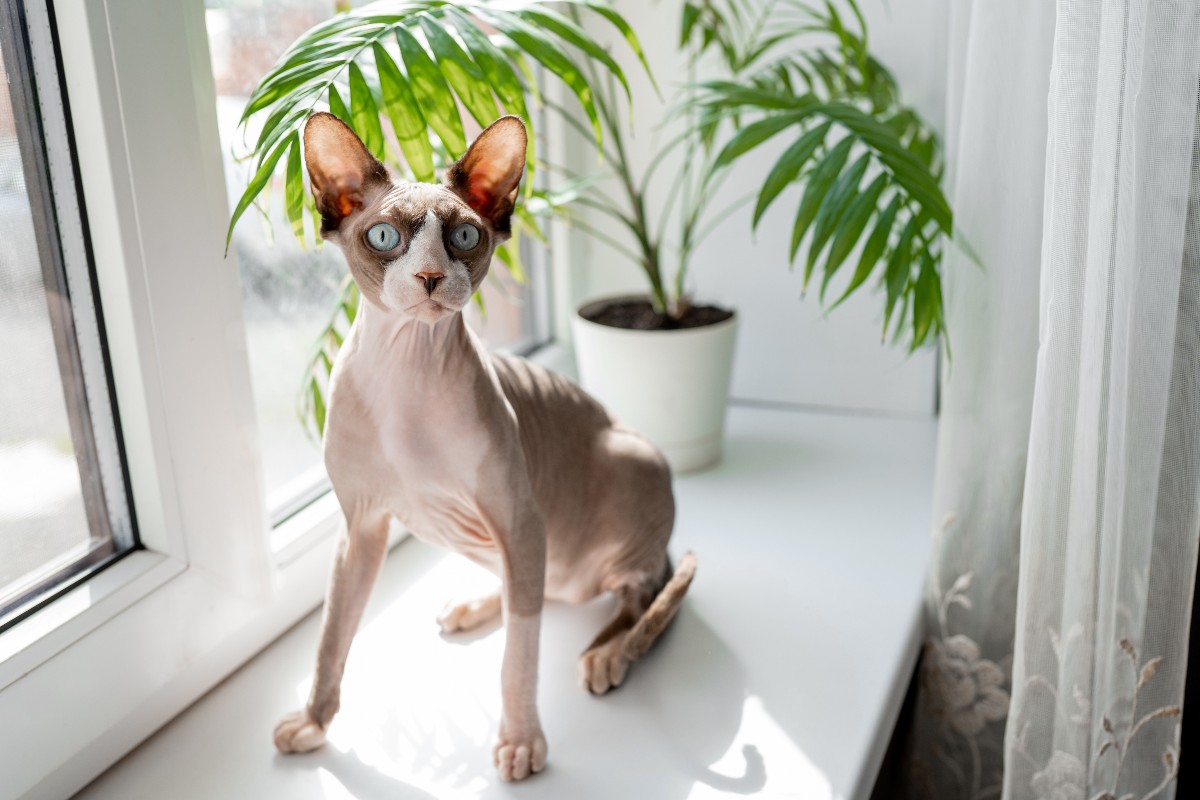 Un gatto Sphynx seduto sul davanzale con una pianta in vaso posizionata alle sue spalle.