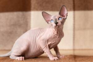 Un gatto Sphynx caratterizzato da intensi occhi azzurri.