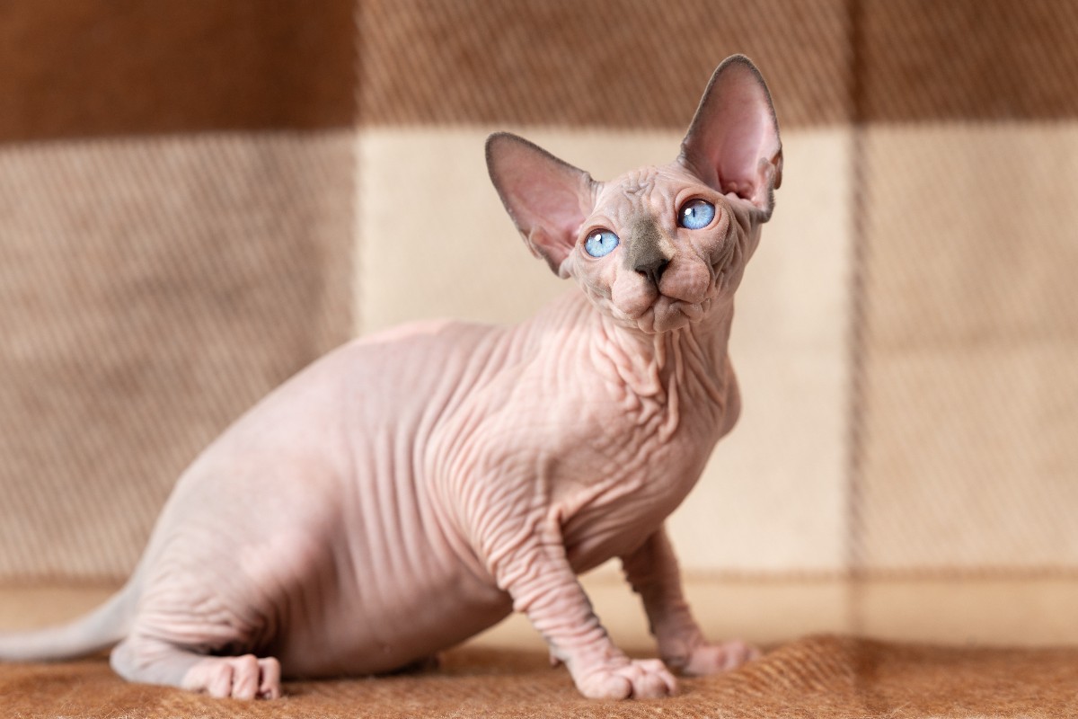 Un gatto Sphynx caratterizzato da intensi occhi azzurri.