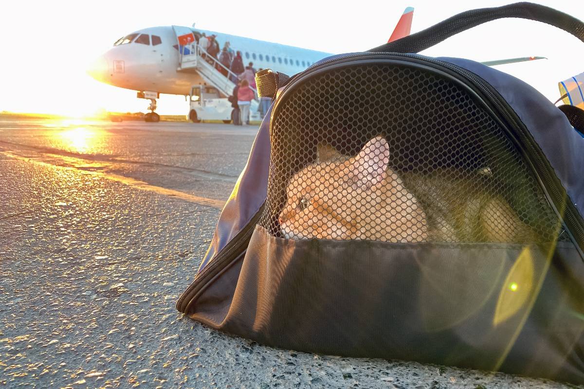 Un gatto nel suo trasportino appoggiato a terra sulla pista, con un aereo sullo sfondo.