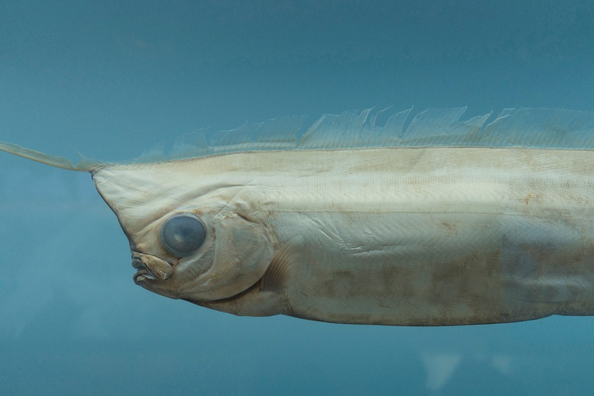 Esemplare di pesce unicorno.