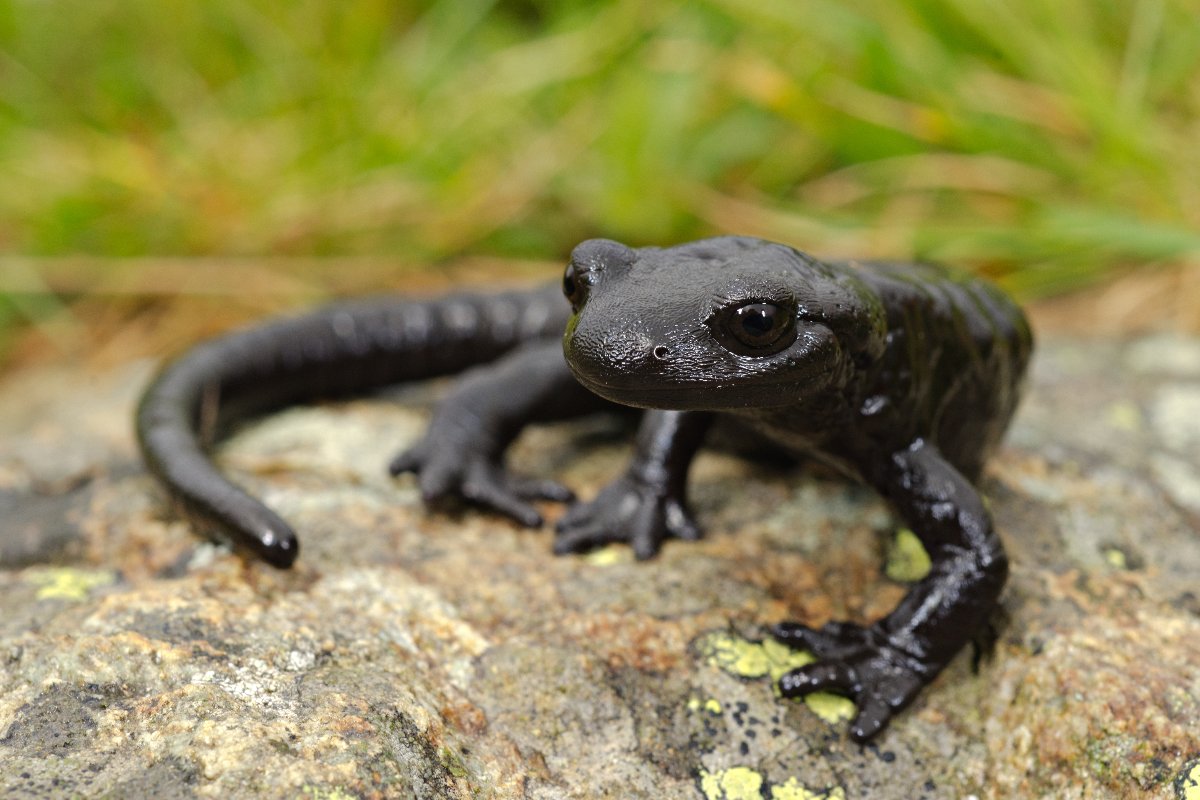 Salamandra nera delle Alpi su una roccia nel suo ambiente naturale.