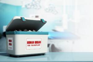 un contenitore per il trasporto di organi umani