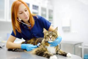 Una veterinaria intenta a effettuare una visita medica a un gatto Maine Coon.