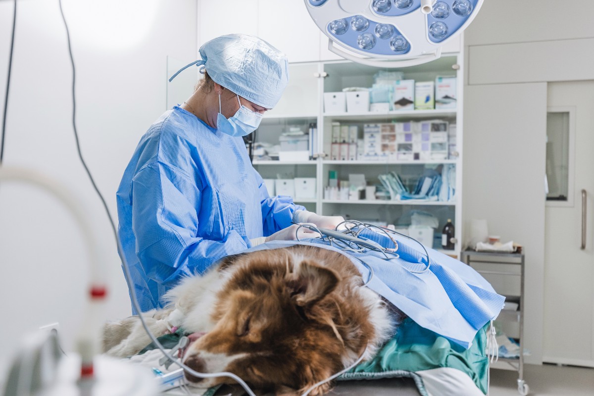 Un medico veterinario impegnato in un intervento chirurgico su un cane di grossa taglia.