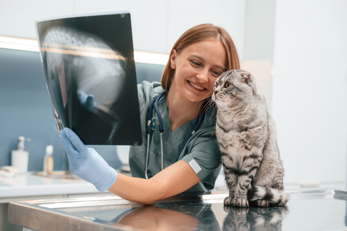 Una veterinaria che mostra una radiografia a un gatto posizionato sul tavolo operatorio.